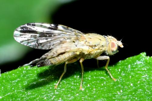 Tephritis bardanae